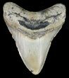 Bargain, Megalodon Tooth - North Carolina #49508-1
